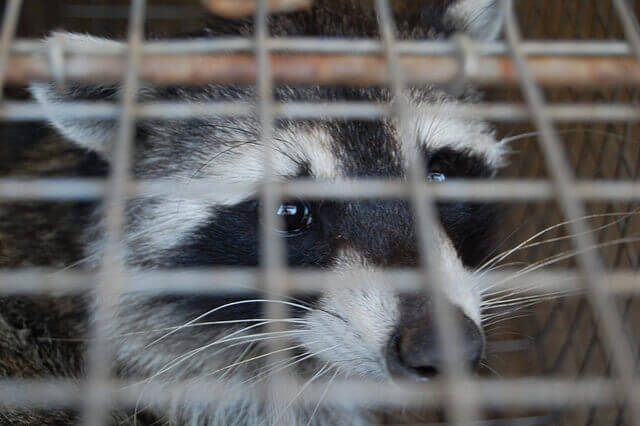 Raccoon removal in Fresno CA