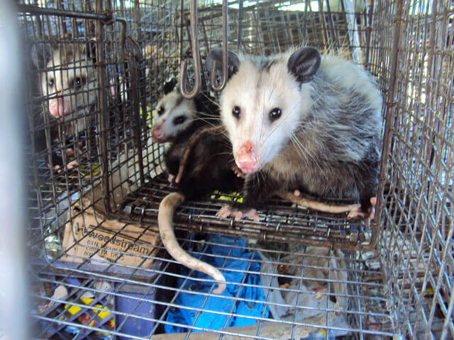 Opossum trapping and removal in Orange County
