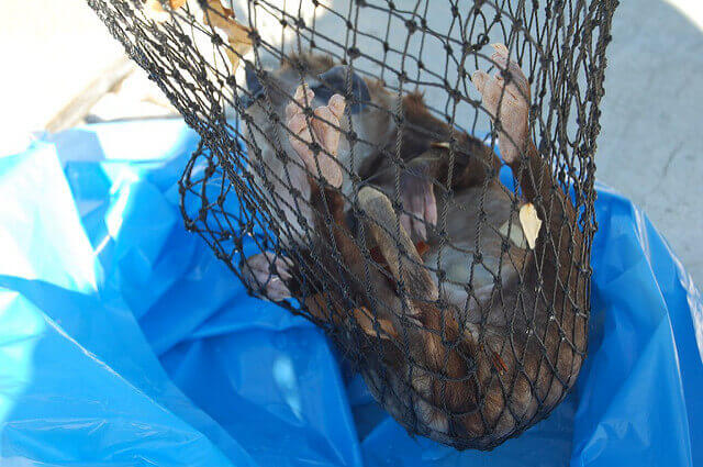 san-bernardino-dead-animal-removal.jpg