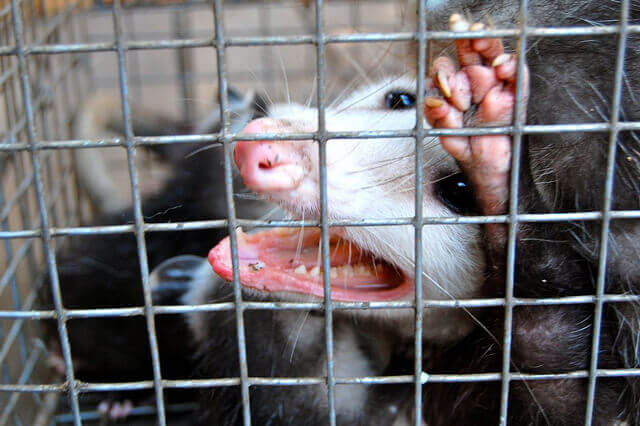 Fresno opossum trapping and removal