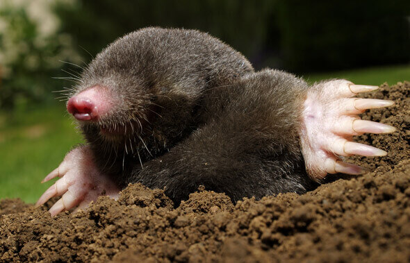 Mole trapping and removal in Riverside CA