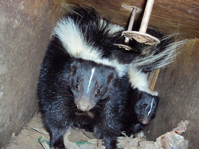 All City Animal Trapping Skunk Removal