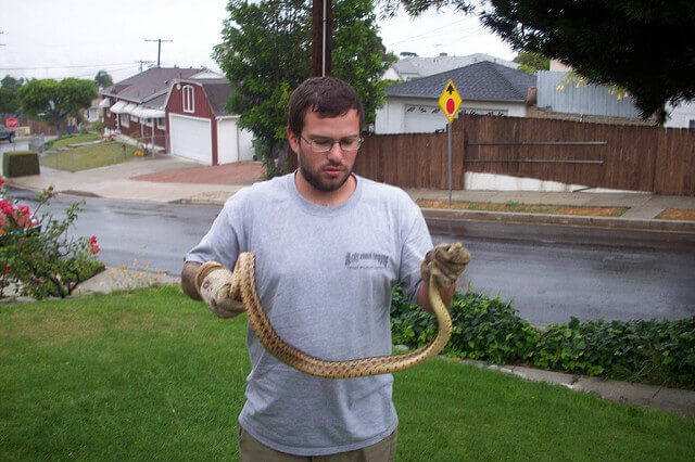 Snake trapping and removal in Fresno CA